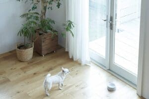 Ways to remove dog urine from your furniture
