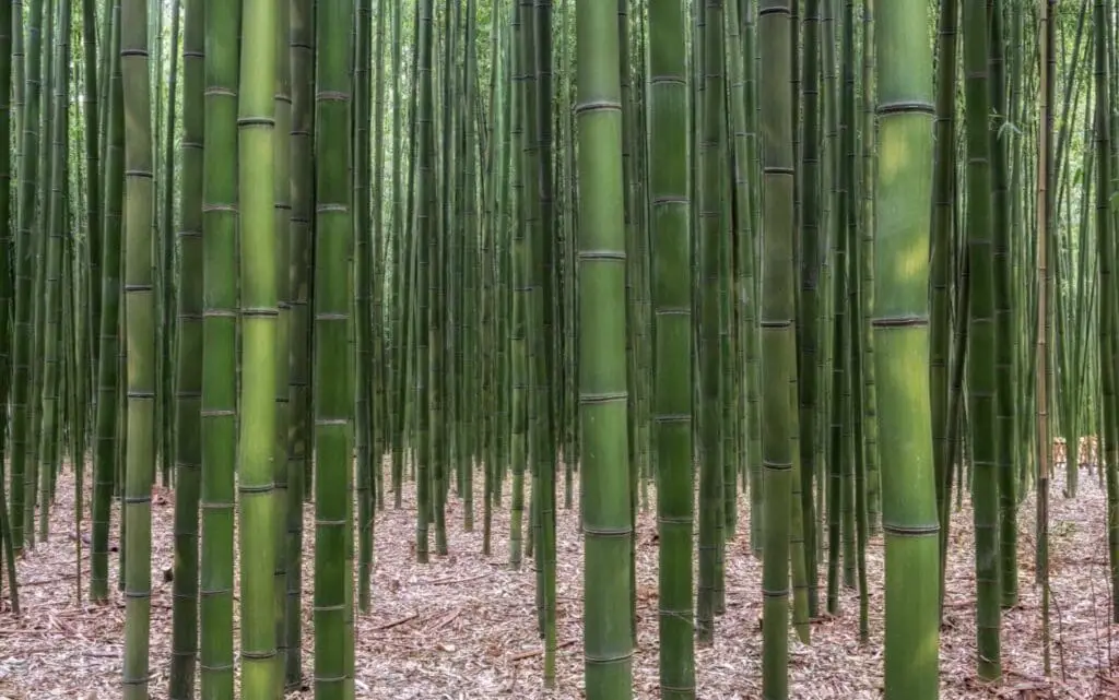 Bamboo