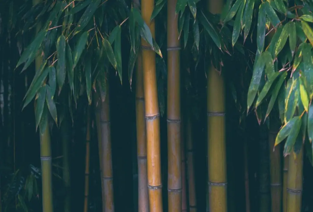 Bamboo