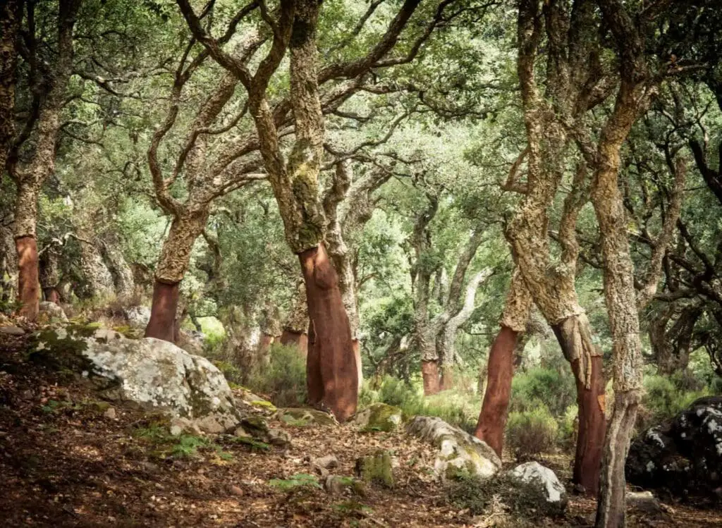 Cork Tree