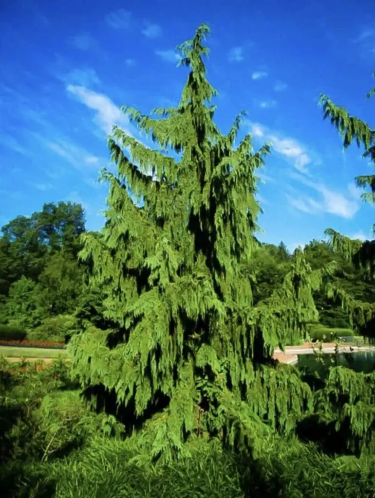 Alaska Cedar