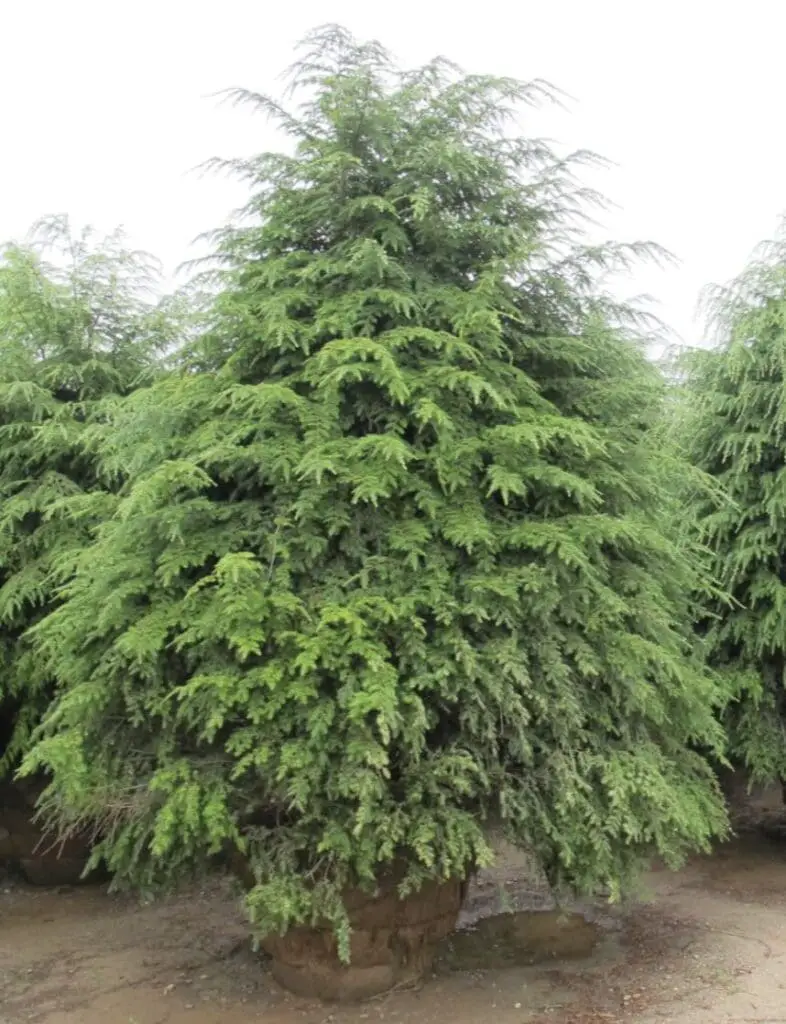 Canadian Hemlock